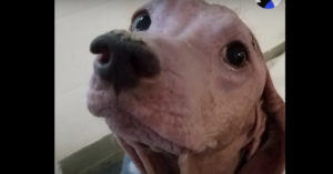 Deze hond wordt zonder haren in de woestijn aangetroffen en wat is ze er slecht aan toe..
