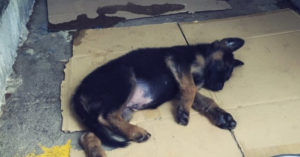 Spaanse politie adopteert én neemt mishandelde pup in dienst