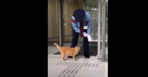 2 stoute katten proberen al jaren dit museum in te sneaken. Maar de beveiligers zijn oplettend!