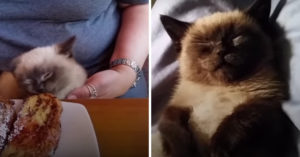 Dit blinde katje woog maar 110 gram toen ze werd gevonden…