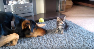 Slaperige hond ziet plots een kitten voor z’n snuit. En dat maakt ‘m heel nieuwsgierig!