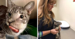 Niemand wilde deze kat.. De reden? Zijn gigantische tumor..