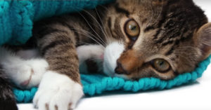 Heb jij een gestreste kat thuis? Deze muziek helpt ze om te ontspannen (echt waar!)