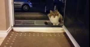 Zwerfkatje ‘smeekt’ om naar binnen te mogen.. Dan maakt deze man de allerbeste beslissing!