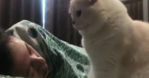 Wat deze baasjes in gemeen hebben? Ze worden allemaal héél vroeg wakker gemaakt..