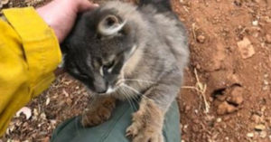 Topper: deze brandweerman redt katje van hevige branden in Californië..