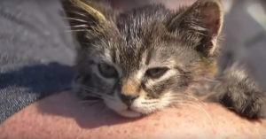 Schokkend: dit kittentje was met lijm vastgeplakt aan de stoep…