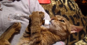 Schattiger dan dit wordt het niet: dit katje is wel héél lief als ‘ie uit z’n flesje drinkt!