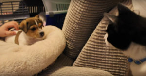 Super lieve kennismaking tussen 2 kleine pups en een nieuwsgierige kat!