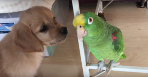 Té lief: Papegaai meets puppy
