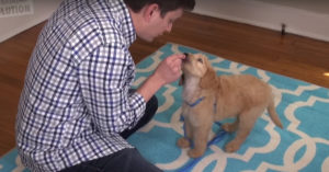 Drie dingen die je je nieuwe pup leert? Deze hondentrainer laat het zien!