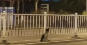 Hartverscheurend: Chinese hond wacht al meer dan 80 dagen op overleden baasje
