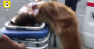 Loyale Golden Retriever weigert baasje te verlaten als ze met de ambulance wordt afgevoerd..