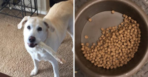 Eeuwige trouw: hond laat de helft van haar eten over voor haar beste vriendje..