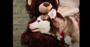Deze husky loopt vanwege een aandoening al wiebelend..