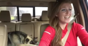 Baasje zingt in de auto op klassieker van Queen. Maar dan wordt de hond ineens wakker!