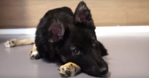Deze pup werd bijna doodgeslagen. Maar deze helden ontfermden zich over het beestje..
