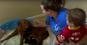 Vrouw redt zwangere hond. Maar ze had niet rekening gehouden met zóveel puppy’s