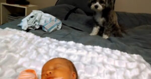 Hondje wordt erbij geroepen om de pasgeboren baby te ontmoeten..