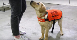 Deze blindengeleidehonden worden al vanaf dat ze een puppy zijn getraind..