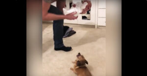 Kleine baby wordt voorgesteld aan de chihuahua. Wat het beestje dan doet is té lief!