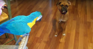 Jonge hond wil met de papegaai spelen. Dan zegt de vogel 2 hilarische woorden!