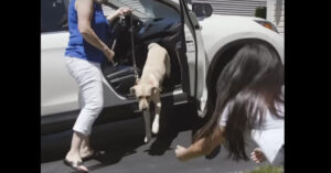 Deze labrador wordt opgeleid tot blindengeleidehond.. Nu wordt ze geadopteerd
