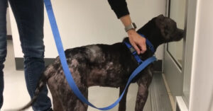 Deze hond werd van straat gered in Mexico. Nu is het beestje op zoek naar een liefdevol baasje