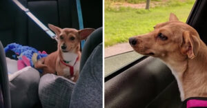 Verlegen hondje wordt geadopteerd door nieuwe baasjes