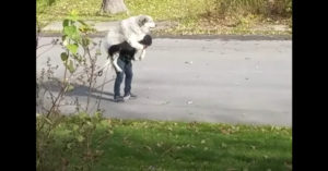 Als je hond geen stap meer vooruit wil doen..