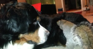 Kleine eekhoorn verstopt z’n eten in de vacht van deze enorme hond
