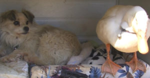 Deze eend wil dolgraag vriendjes worden met de hond.. Maar die is iets minder enthousiast.