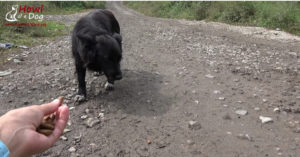 Roemeense dierenwelzijnsorganisatie treft een hond aan bij een autoweg..