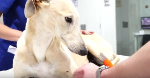 Deze Spaanse hond heeft nog nooit gevoeld hoe het is om geliefd te worden..