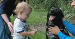 Hond gromt en blaft tegen de oppas. Dan krijgen de ouders hun argwaan bij de vrouw..