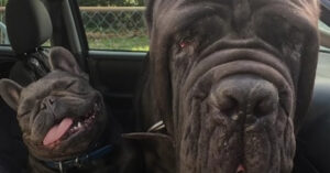 Deze hond weegt bijna 70 kilo! Maar wat is ‘ie voorzichtig met z’n broertjes en zusjes!
