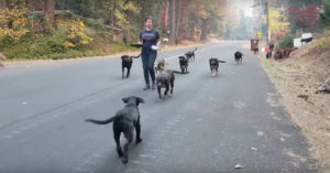 Deze dieren worden gered na de bosbranden in Californië. En dat maakt een hoop emoties los..