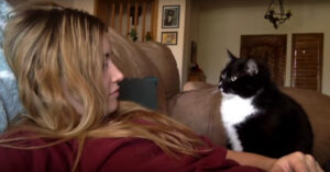 Kat wil graag geaaid worden..