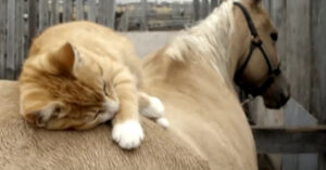 Of deze kat en dit paard gek op elkaar zijn? Dat is nog zacht uitgedrukt!