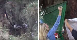 Deze vrouwen proberen een kat uit een boom te redden die al 3 dagen vast zit..