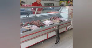 Kat komt elke keer brutaal de slagerij binnenlopen. Hoe deze Turkse man reageert is zó leuk!
