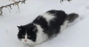 Vrouw ziet hoe een arme kat eenzaam in de sneeuw ligt en besluit om dichterbij te komen