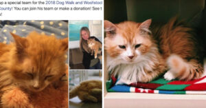 Kat liep 20 km terug naar zijn oude huis, maar werd opnieuw afgedankt door z’n baasjes