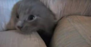 Grijs katje verstopt zich in de bank. En wat heeft ‘ie een plezier!