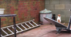 Katten kijken met z’n tweetjes naar boven. Dan doen ze allebei iets op precies hetzelfde moment!