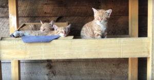 Zij zitten daar met z’n drietjes. Maar ineens komt er een heel ander diertje kijken!