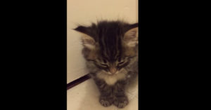 Hét kattenfilmpje van de dag: kleine kitten is aan het chillen..