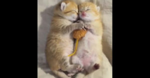 Zo ontzettend schattig: de ene kat is nog liever dan de ander!