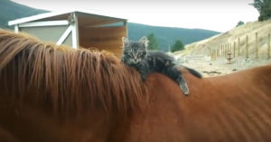 Dit paard werd gered.. En heeft al uitgebreid kennis gemaakt met z’n beste vriendje