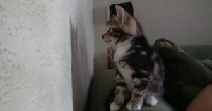 Kitten heeft alle plezier van de wereld. Maar let op waar ‘ie naar kijkt!